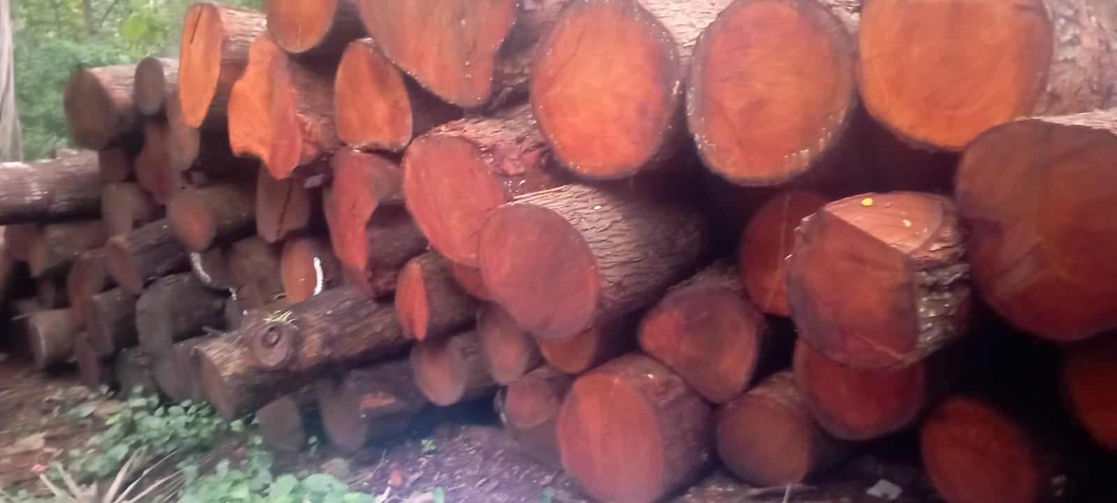 Mahogany Wood Logs